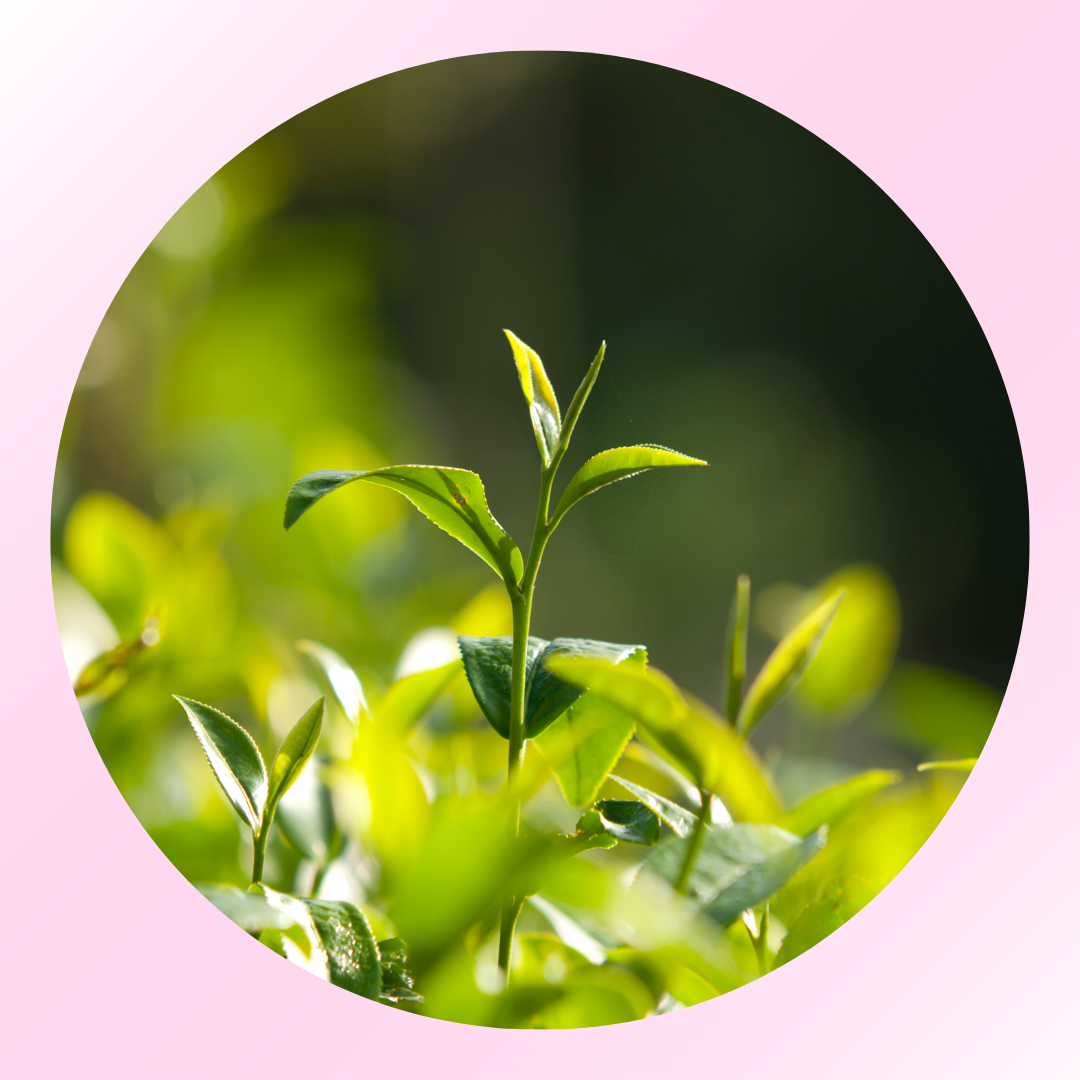 Hair Removal Formula (1).png__PID:c6f60bf3-8af7-4aa1-accf-b8dc1878be8d